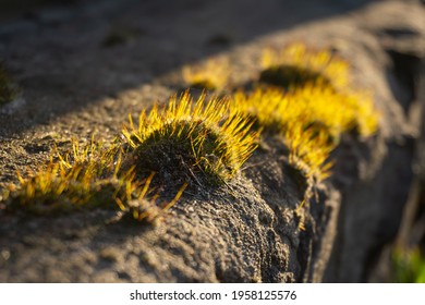 Green Moss On Stone Wall