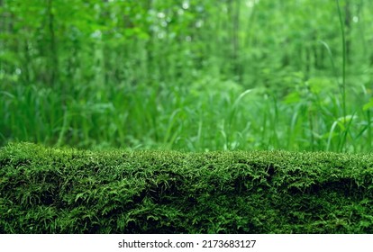 Green moss on stump in forest, abstract natural background close up. Beautiful image of summer nature, wildlife. ecology, earth day concept. template for design	