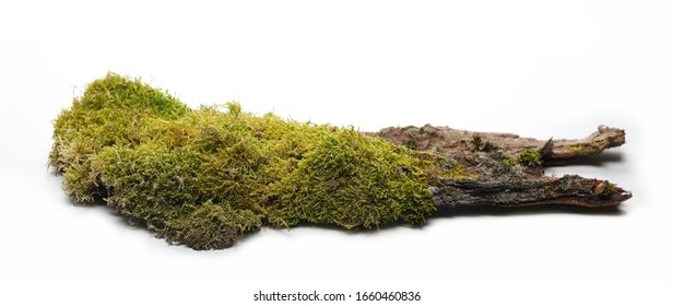 Tree Moss Texture Images Stock Photos Vectors Shutterstock