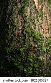 Green moss on a tree bark, Natural moss texture background