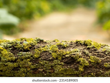 green moss on a tree bark on blurred green background