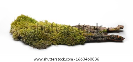 Green moss on tree bark isolated on white background, side view