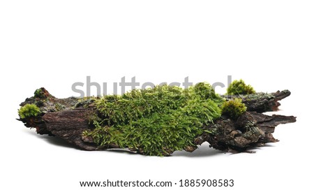 Green moss on tree bark isolated on white background, side view