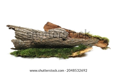 Green moss on tree bark isolated on white background