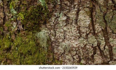 Green Moss On Tree In A Pyrenees Forest