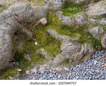 Green moss on the tree root.