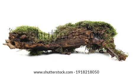 Green moss on tree rotten stump isolated on white background