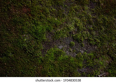 Moss Textures Hd Stock Images Shutterstock