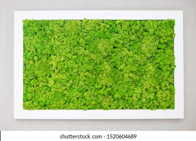 Green moss on the wall in the form of a picture. Beautiful white frame for a picture. Ecology.