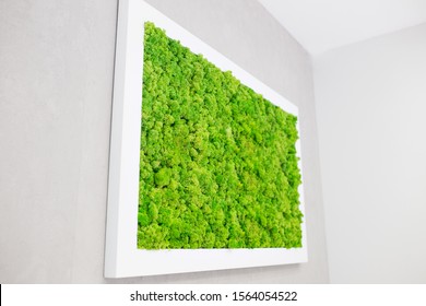 Green moss on the wall in the form of a picture. Beautiful white frame for a picture. Ecology.