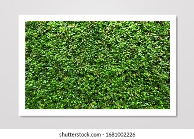 Green moss on the wall in the form of a picture with a white frame