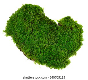 Green moss on white background - Shutterstock ID 340705115