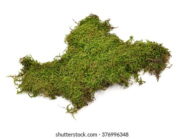 Green Moss On White Background