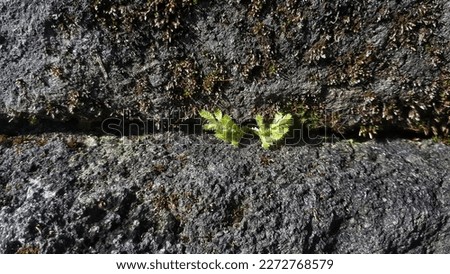 Green moss plants among the rocks with defocused background