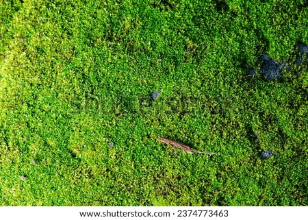 Green Moss plants on a rainy day