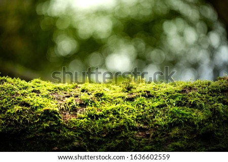 Green moss plastering the fallen tree log. Bokeh blurry defocused background