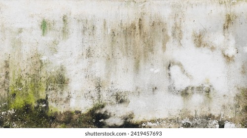 Green moss and rain stains on cement wall - Powered by Shutterstock