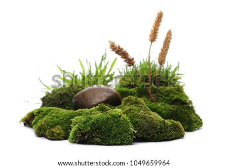 Green moss with reeds isolated on white background