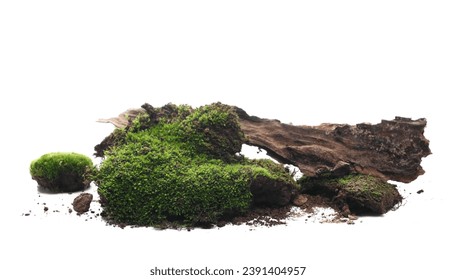 Green moss with rotten wood isolated on white, clipping 
 - Powered by Shutterstock