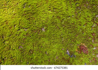 Seamless Moss Background Images Stock Photos Vectors Shutterstock