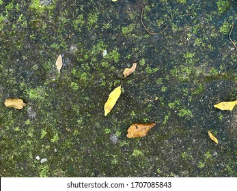 Green moss in stone background