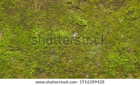 green moss stuck to the old wall