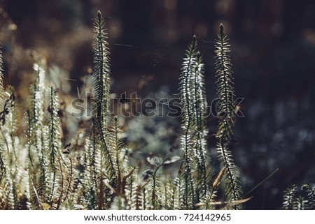 rosa Blüten von calluna vulgaris auf einem Feld bei Sonnenuntergang