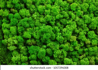 Green Moss Texture