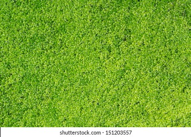 Green Moss Texture