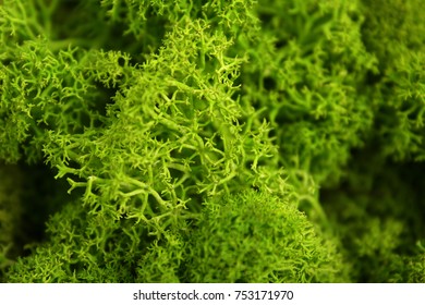 Green Moss Texture