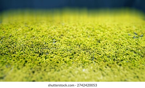 Green Moss Texture Background Close Up for Terrarium and Landscaping Design