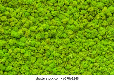 Green moss texture. Green background. Green texture. Green wall. Wall decoration. Moss decor
