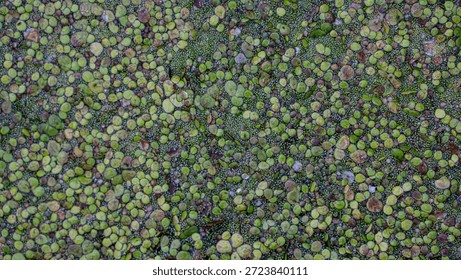 green moss texture and background,Close up green moss texture, background. Green texture green swamp algae in the pond