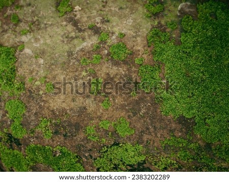 Green moss texture in forest for rainy season fresh nature background