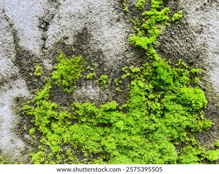 Green Moss Texture on Old Walls – Natural Beauty with a Vintage Touch.