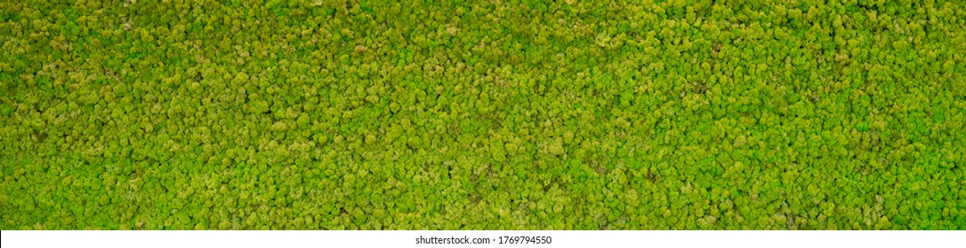 green moss texture Wallpaper, background with copy space - Shutterstock ID 1769794550