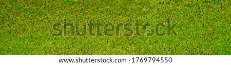 green moss texture Wallpaper, background with copy space