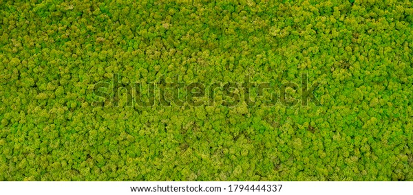 moss green download free