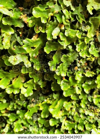 Green moss thrives in a damp, rainy environment, covering the ground and rocks with its soft, vibrant texture. The moisture-rich air nourishes the moss, making it a lush, green carpet in the cool