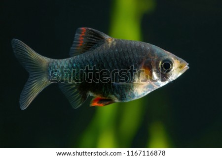 green moss tiger barb (Puntius tetrazona) aquarium fish