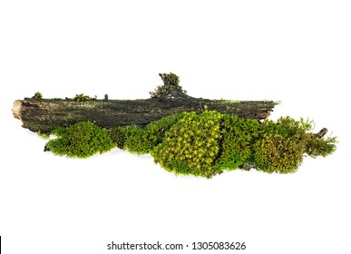 Green moss with twig isolated on white background