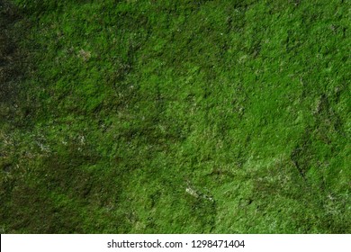 Green Moss Wall