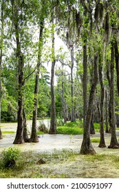 Green Moss-covered Trees Of The Everglades Of Florida, USA