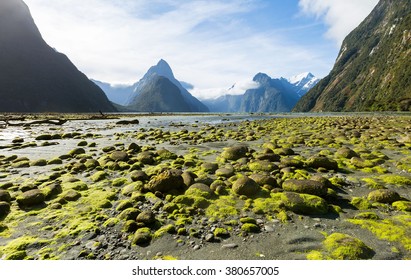 Green moss-rocks with white dense clouds and mountain background at Milford Sound