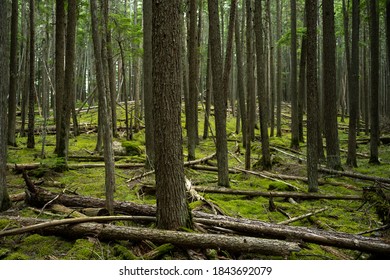 Green Mossy Carpet in Messy Forest in summer - Shutterstock ID 1843692079