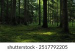 Green mossy forest floor with trees.	
