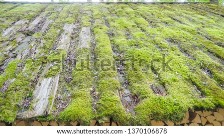 Similar – Image, Stock Photo Symbiosis on the roof