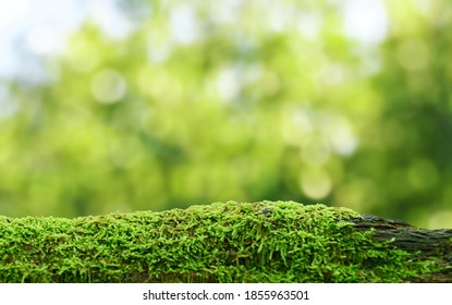 Green Mossy Log Background For Product Display Montages