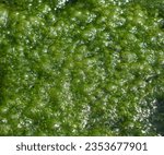 Green mossy slimy algae, bubbly background