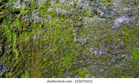 green mossy wall for background